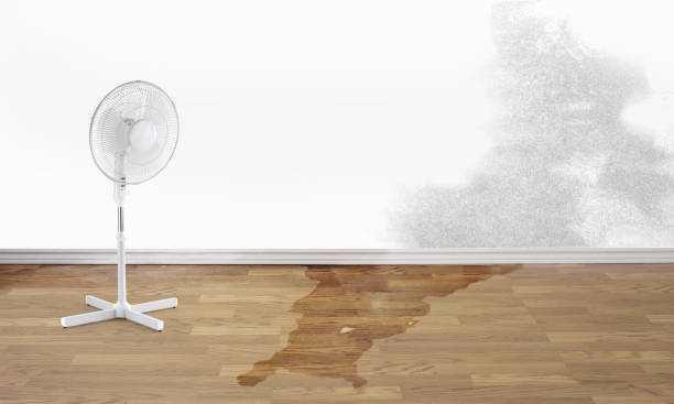 Best Flood damage cleanup  in Palmetto Estates, FL