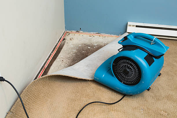 Best Water damage contractors near me  in Palmetto Estates, FL